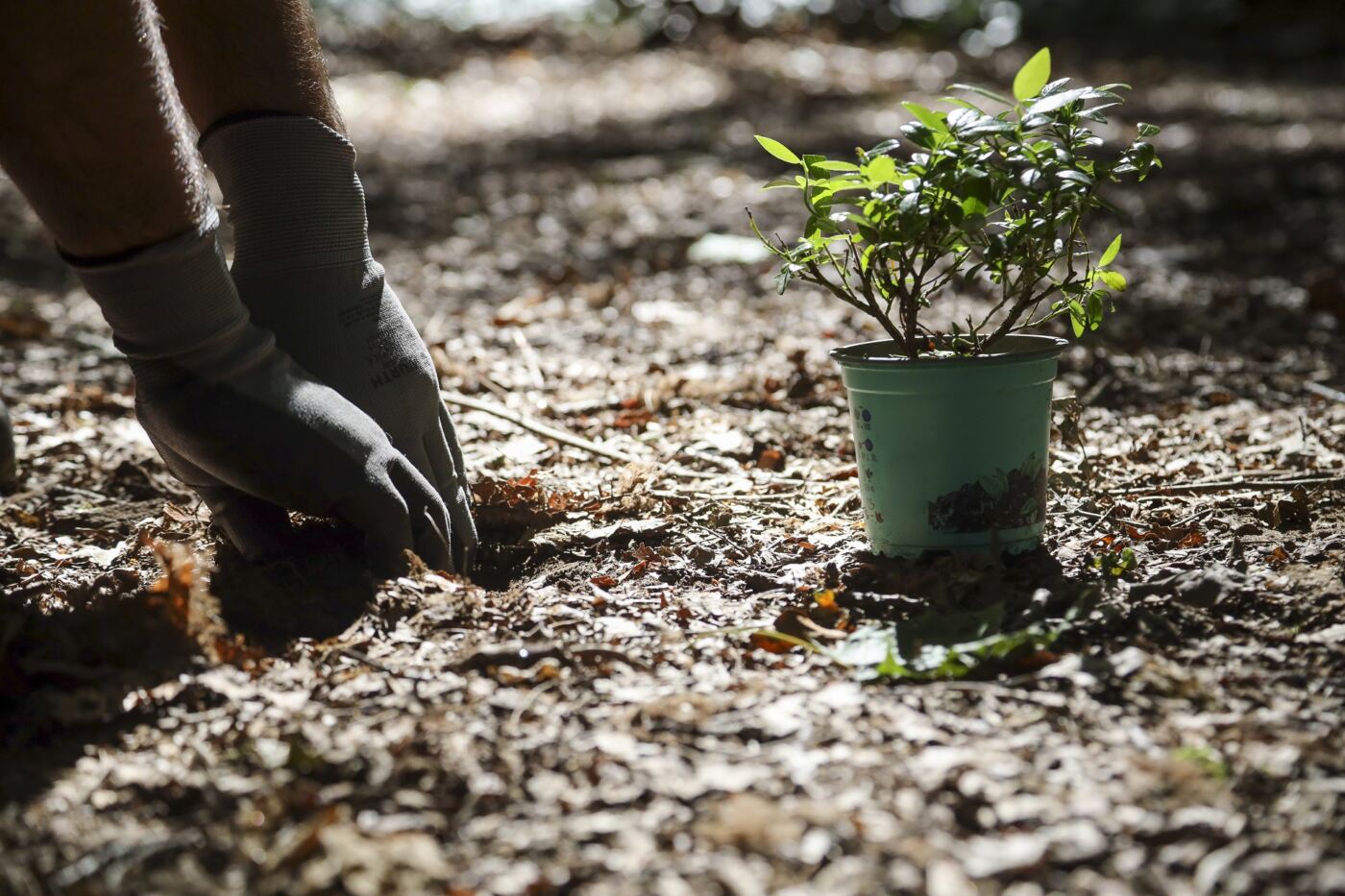 Gloved hands planting small potted tree into ground